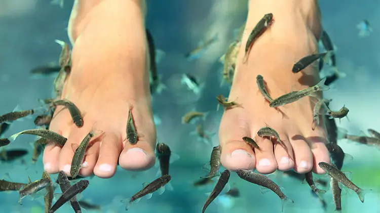 Fish Massage