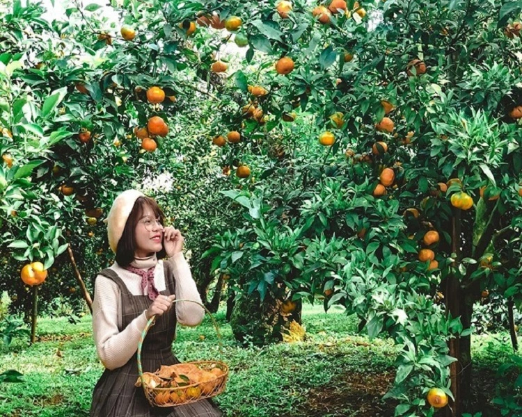 Vườn trái cây