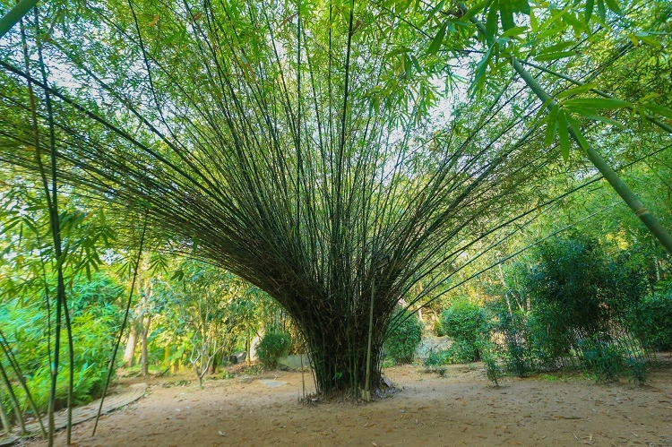 Sơn Trà Tịnh Viên - Đà Nẵng