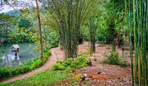 Sơn Trà Tịnh Viên