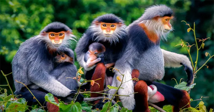 voọc ngũ sắc